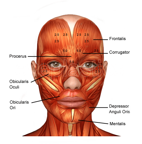 Facial muscles targeted by botulinum toxin โ anatomy diagram