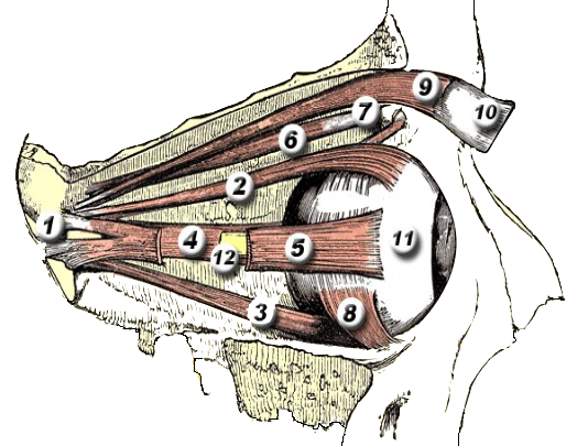Extraocular muscles anatomy diagram โ click any marker to identify